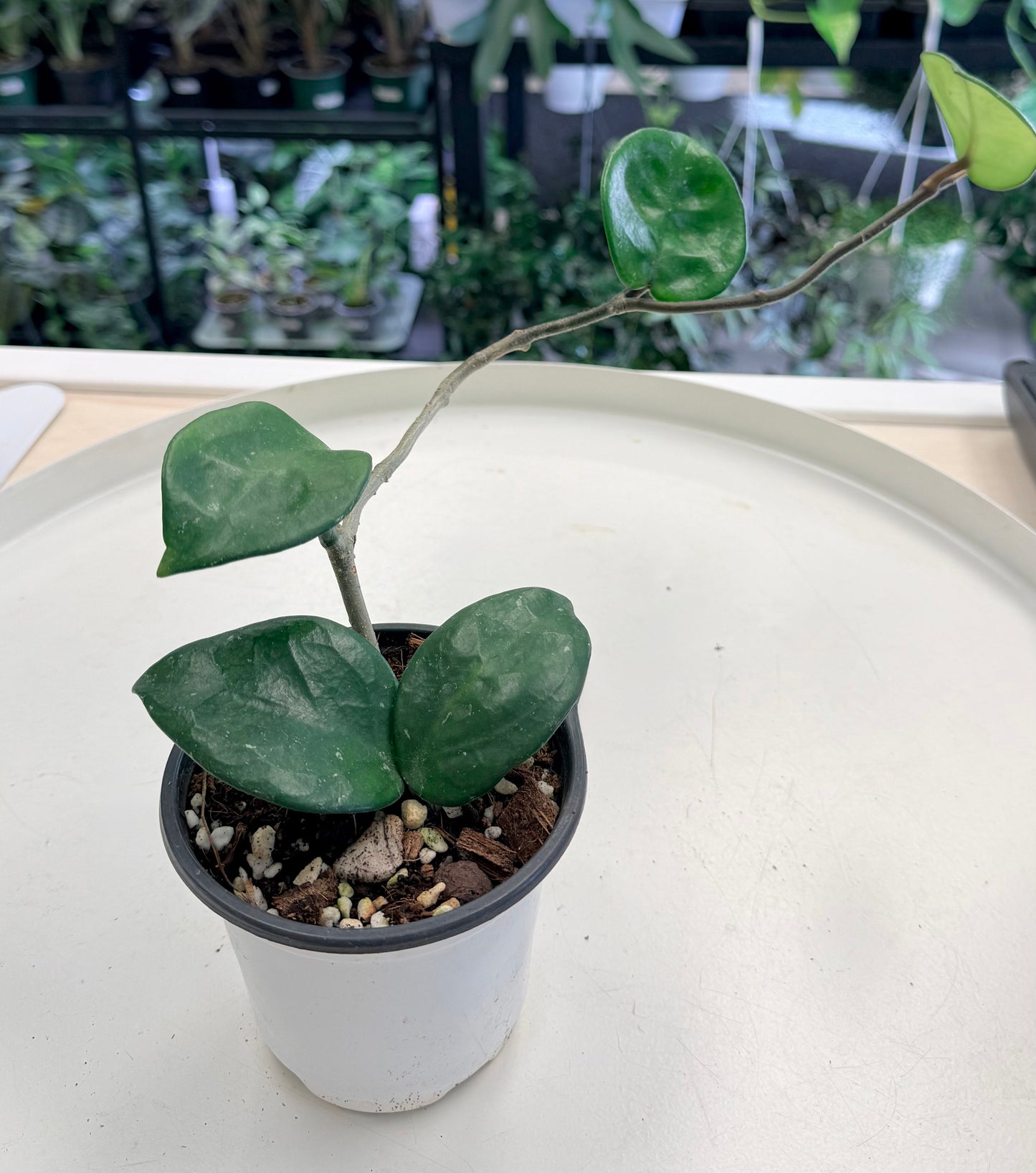Hoya carnosa ‘Krinkle 8’ (Large Leaf)