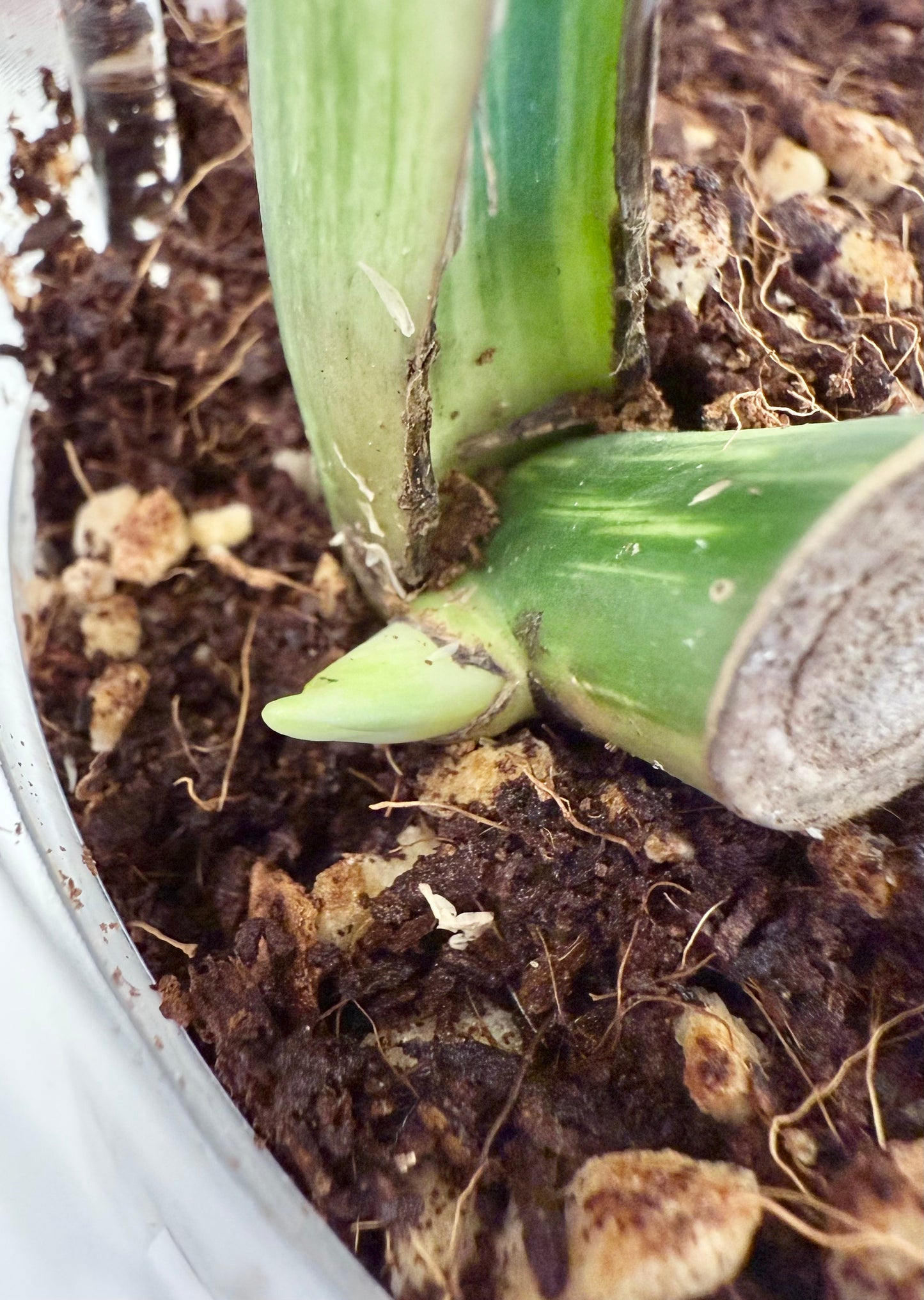 Monstera deliciosa ‘Jungle Mint’