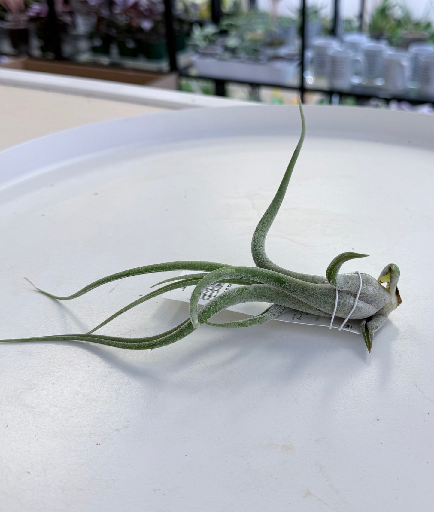 Air Plants | Tillandsia caput-medusae