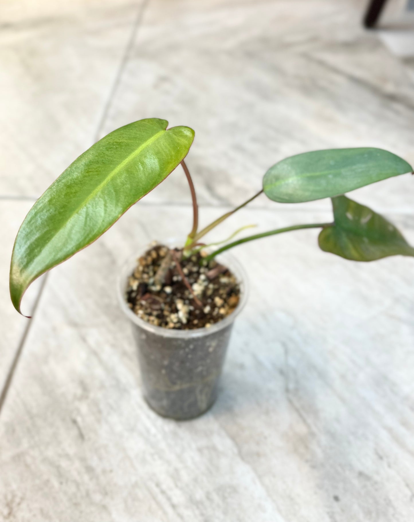 Philodendron atabapoense