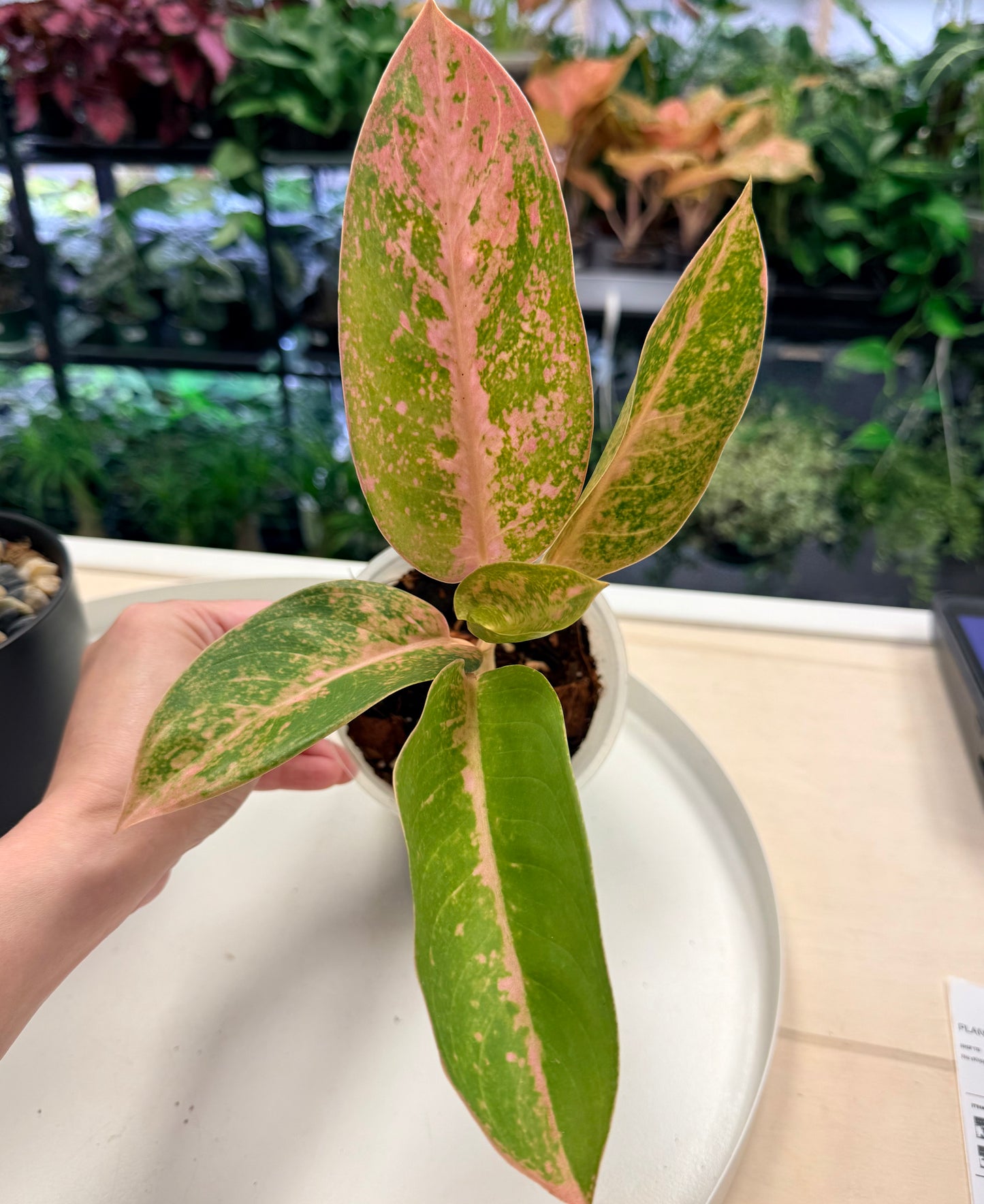 Aglaonema ‘Peach Banana’