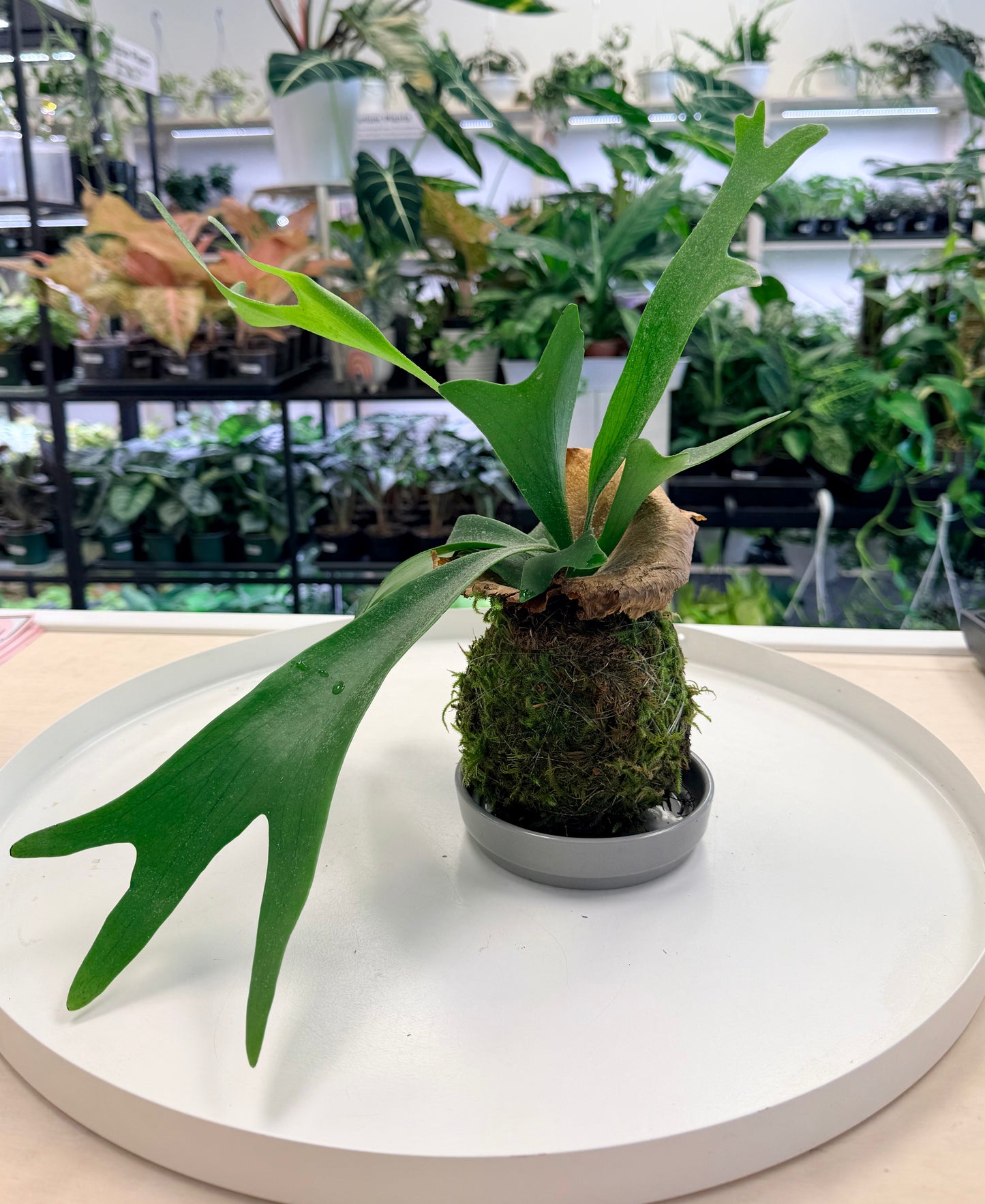 Kokedama | Staghorn Fern (Platycerium bifurcatum)