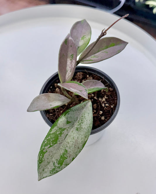 Hoya carnosa ‘Wilbur Graves’ (China) 4”