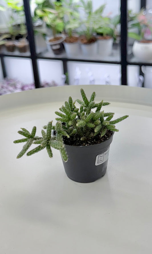 Rhipsalis pilocarpa