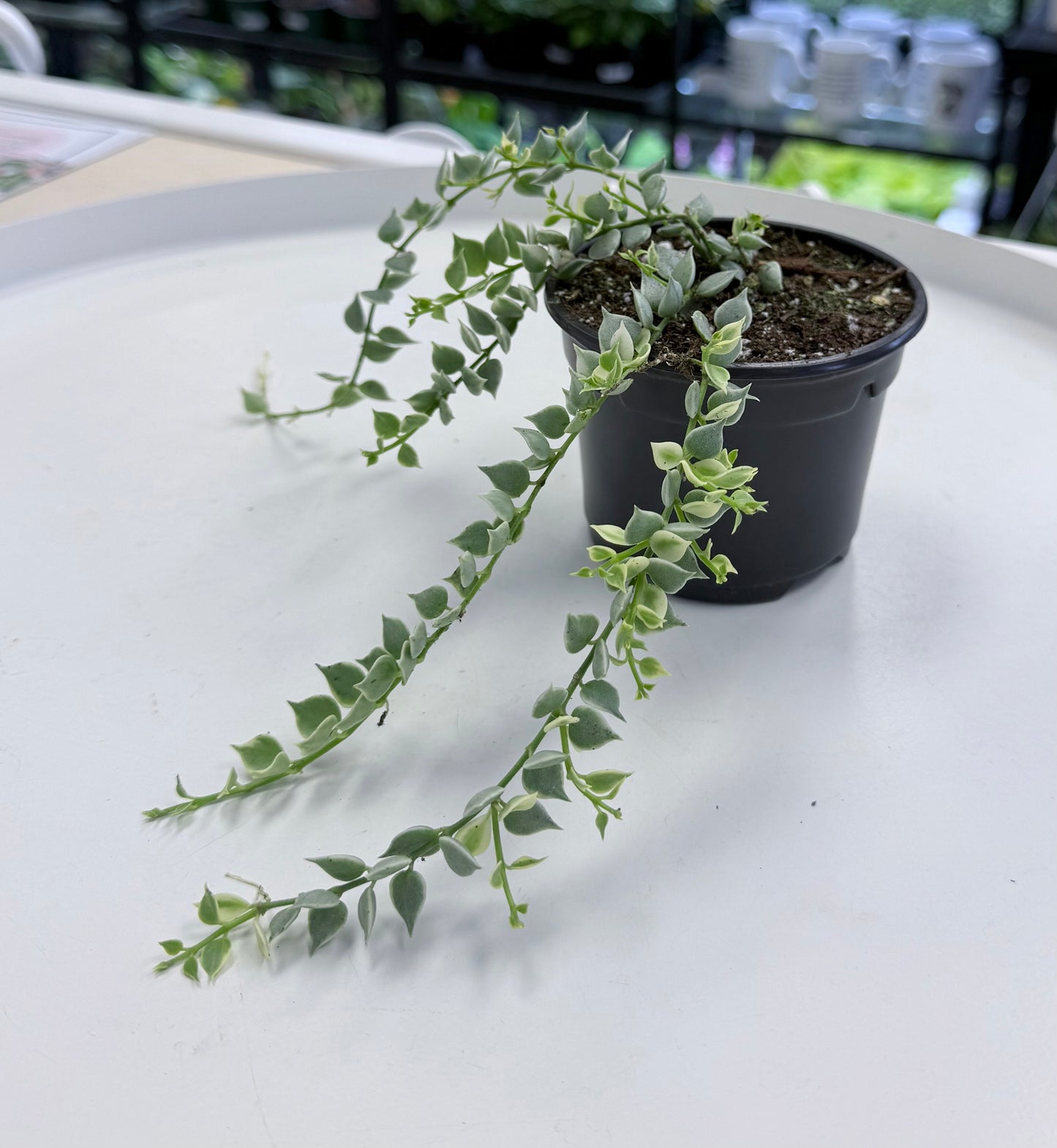 Dischidia ruscifolia ‘Million Hearts’ Variegated