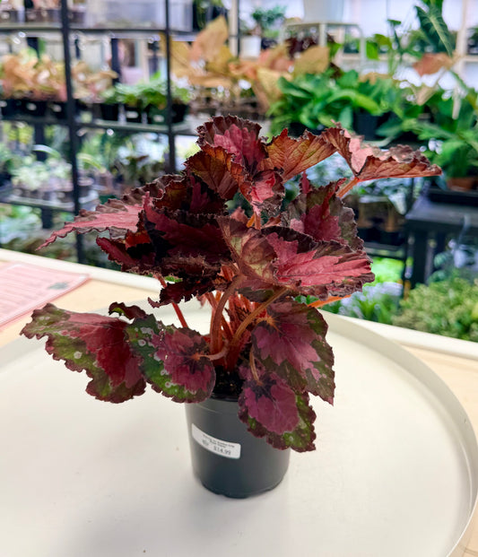 Begonia rex Shadow King 'Black Cherry'