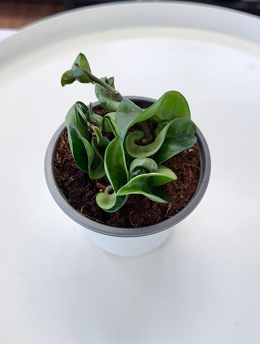 Hoya compacta 4”