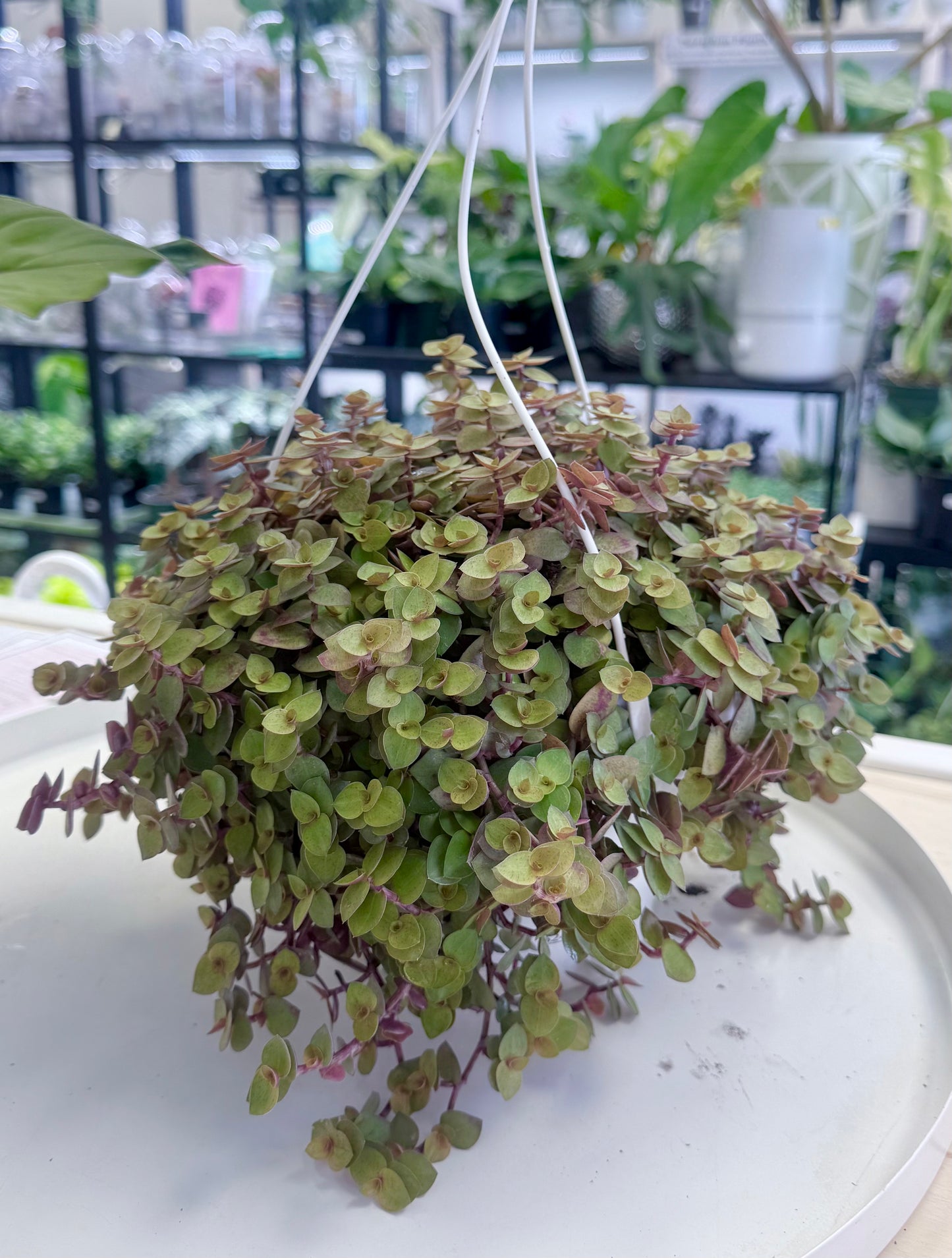 Callisia repens 'Gold Form' 8” HB No Ship