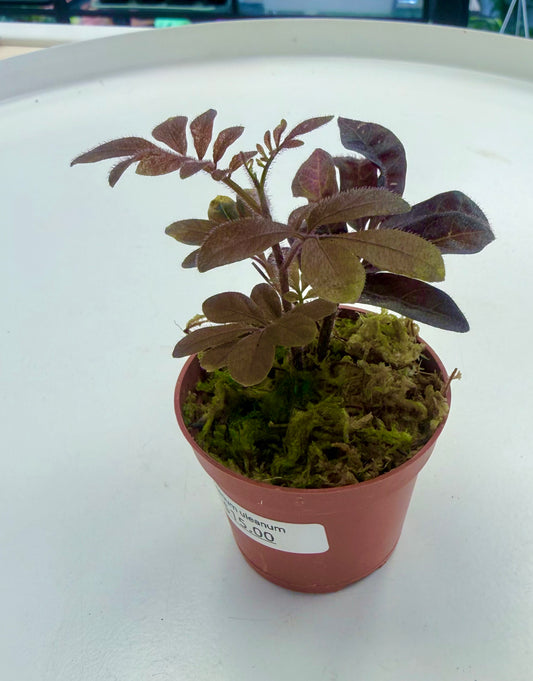 Solanum uleanum