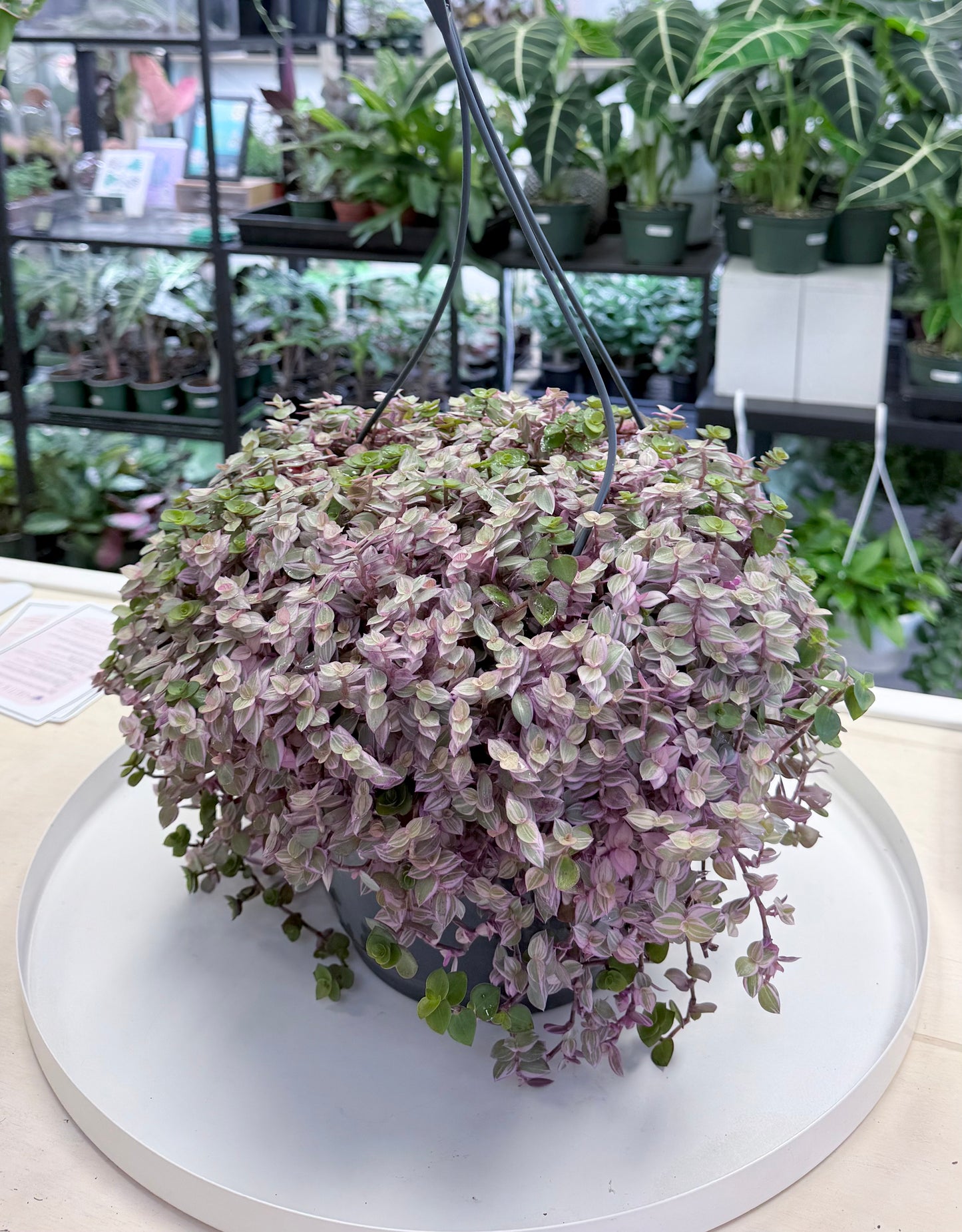 Callisia repens 'Pink Panther' 8” HB | No Ship