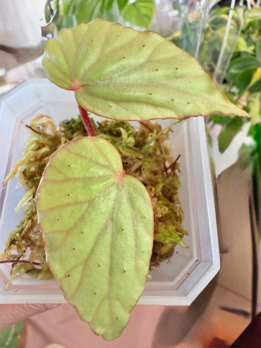 Begonia boisiana