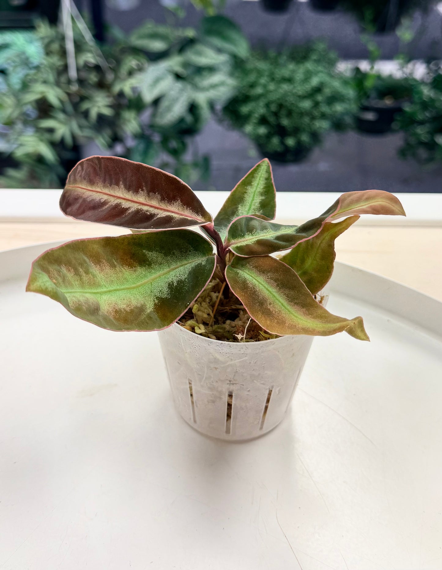 Labisia sp. Neon Stripe