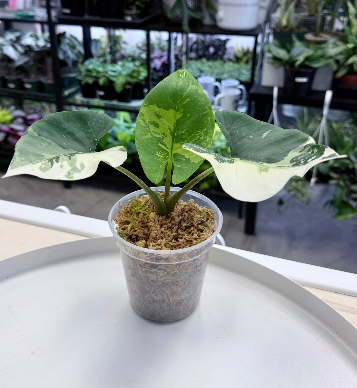 Alocasia reginae albo