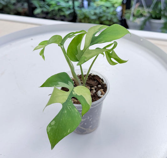 Rhaphidophora tetrasperma Albo Mint | 3”