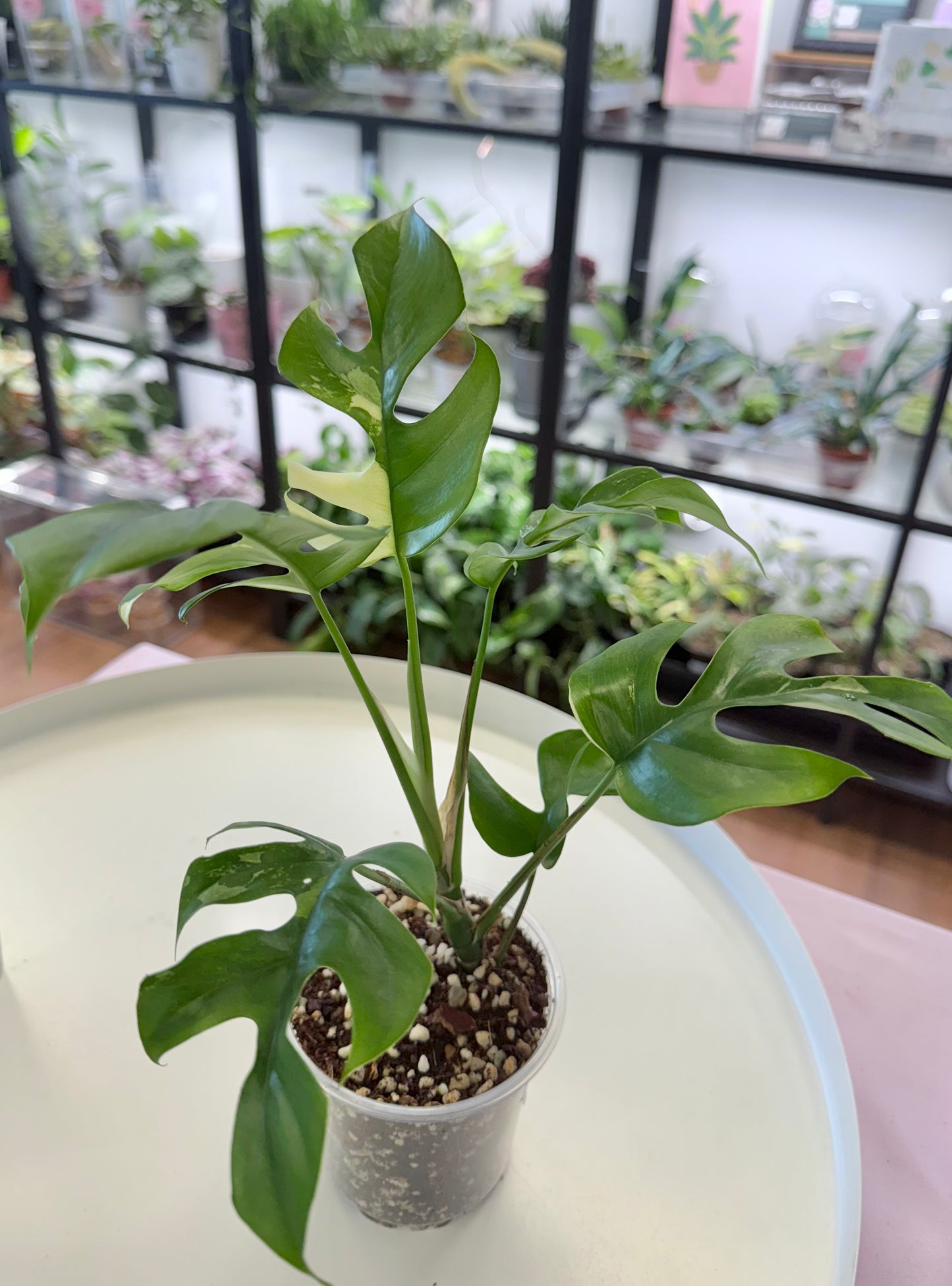 Rhaphidophora tetrasperma Variegated