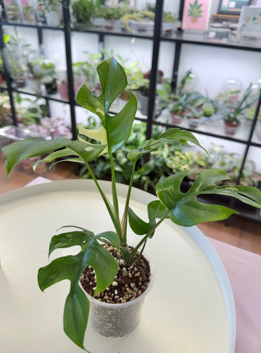 Rhaphidophora tetrasperma Variegated