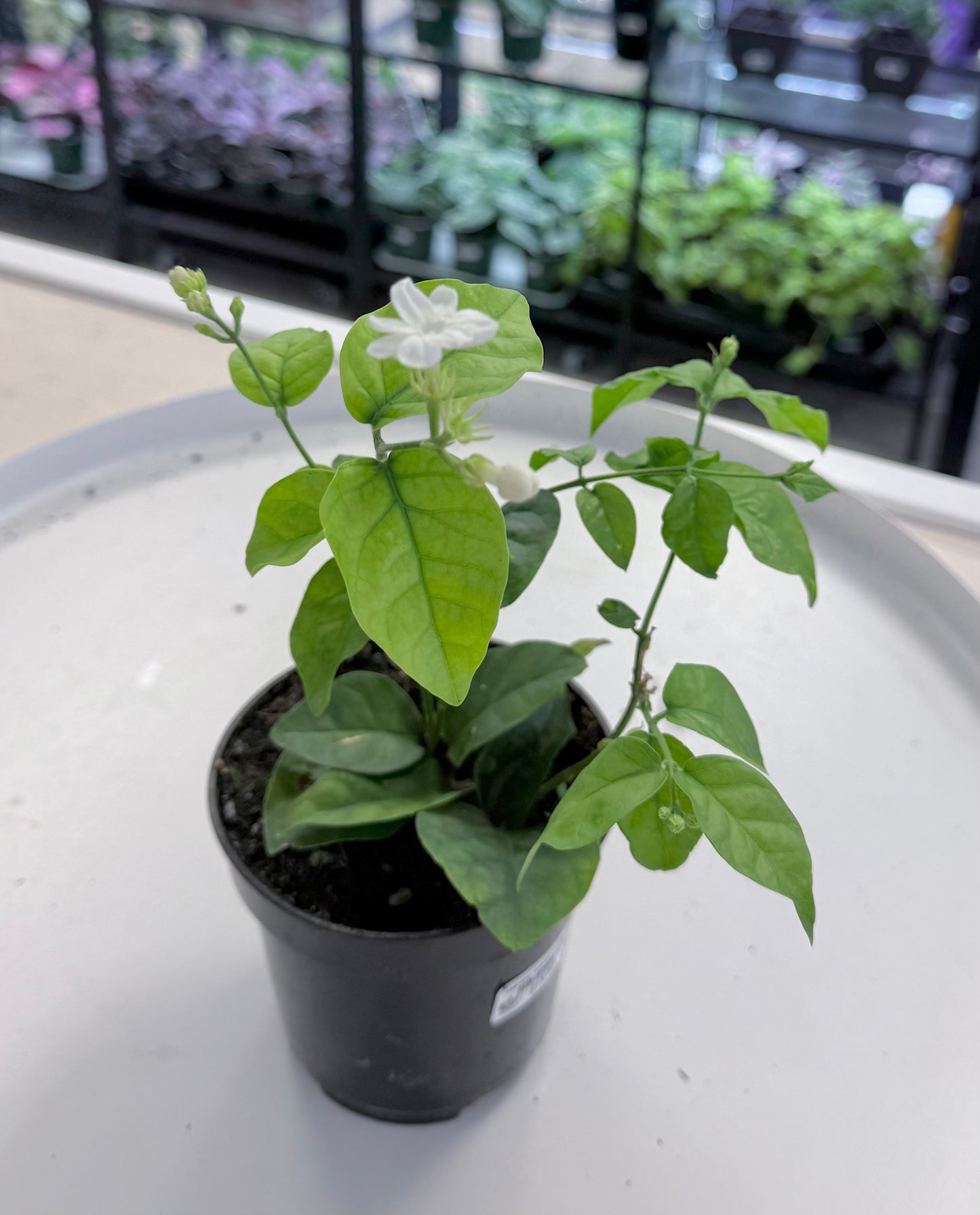 Jasmine ‘Arabian Sambac’