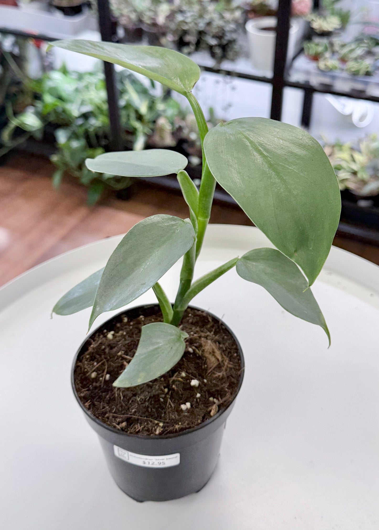 Philodendron ‘Silver Sword’ 4”
