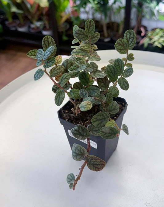 Pellionia pulchra