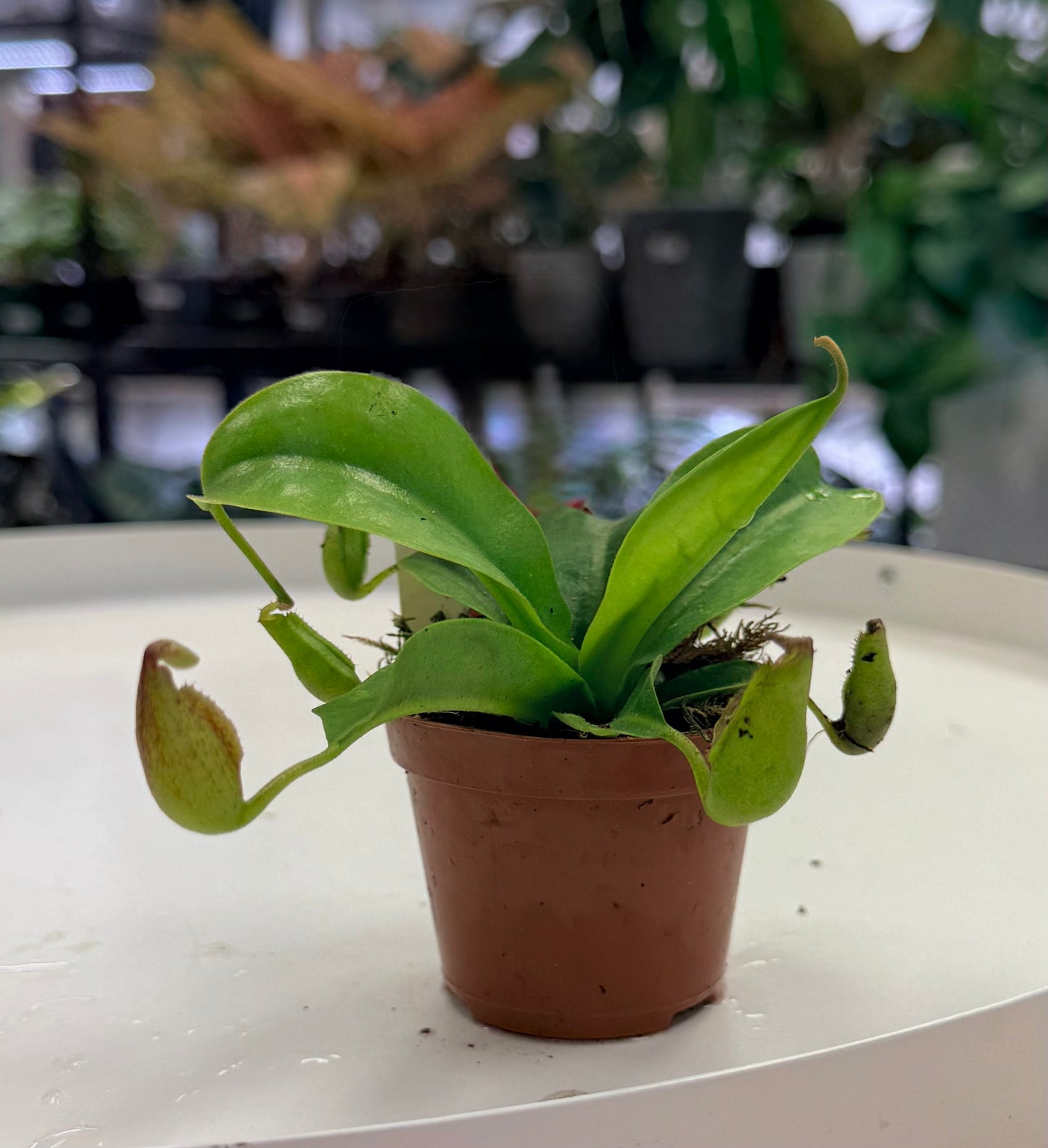 Carnivourous Plants 2”