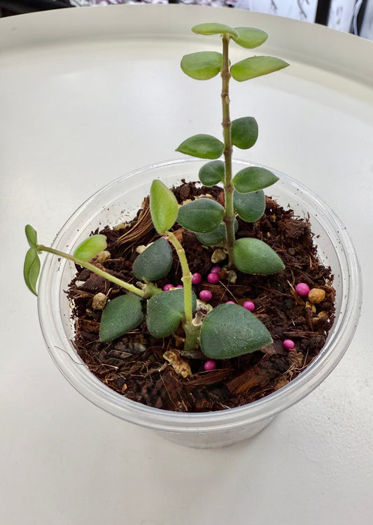 Hoya chinghungensis