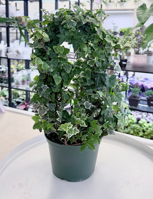 Ivy on Hoop 6” | No Ship