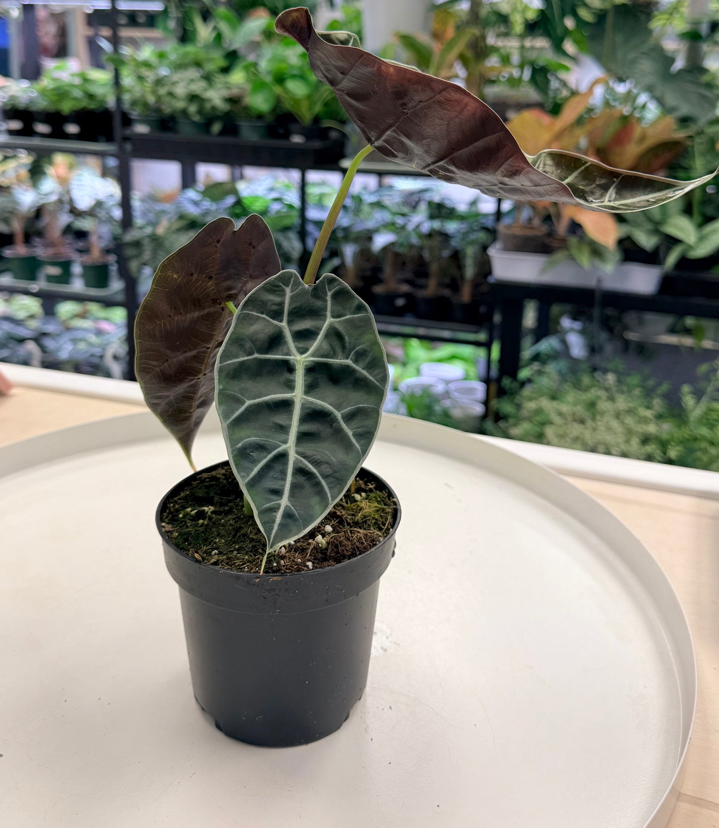 Alocasia watsoniana 4"