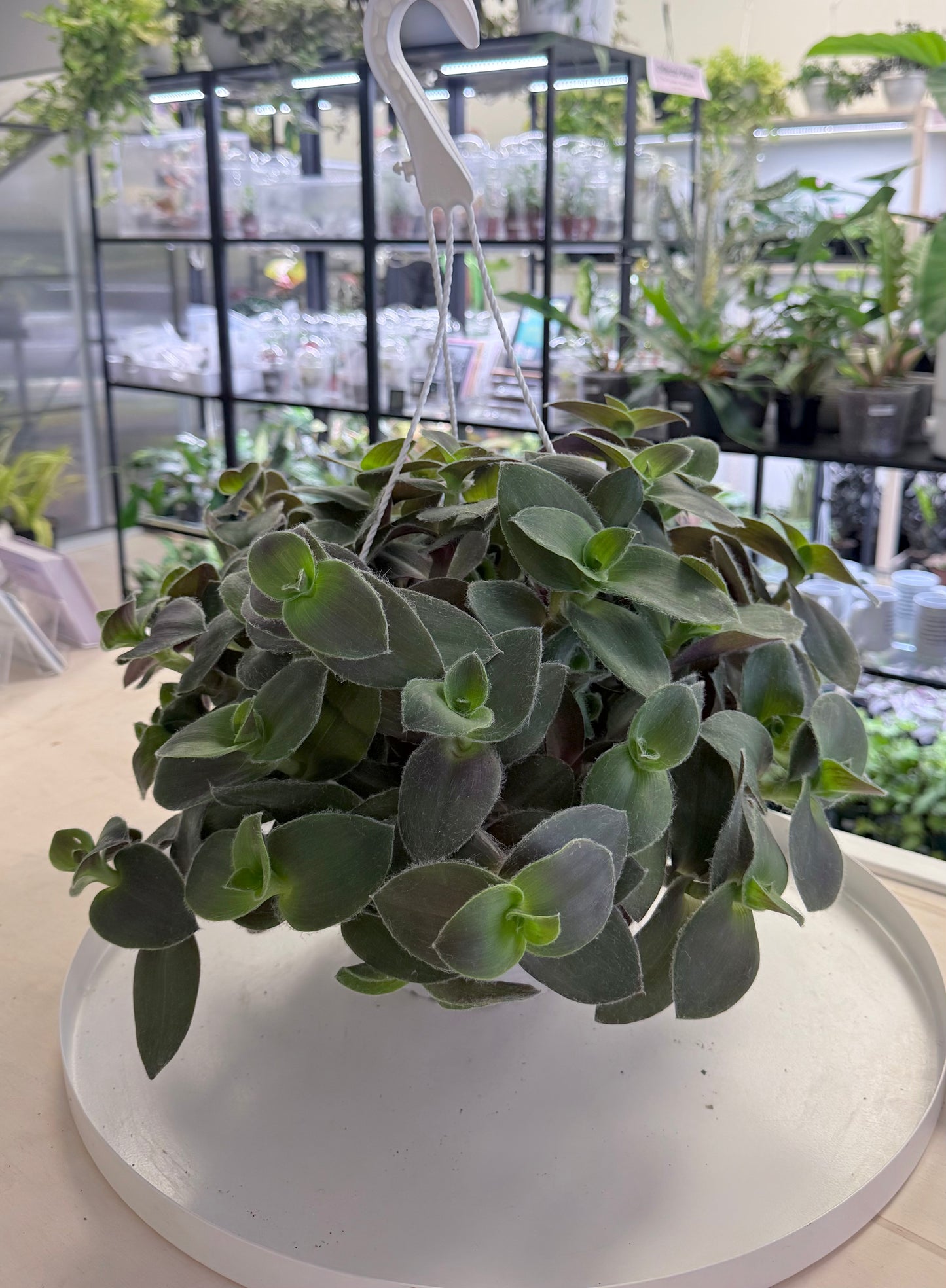 Tradescantia 'Red Hill' | 8” HB No Ship