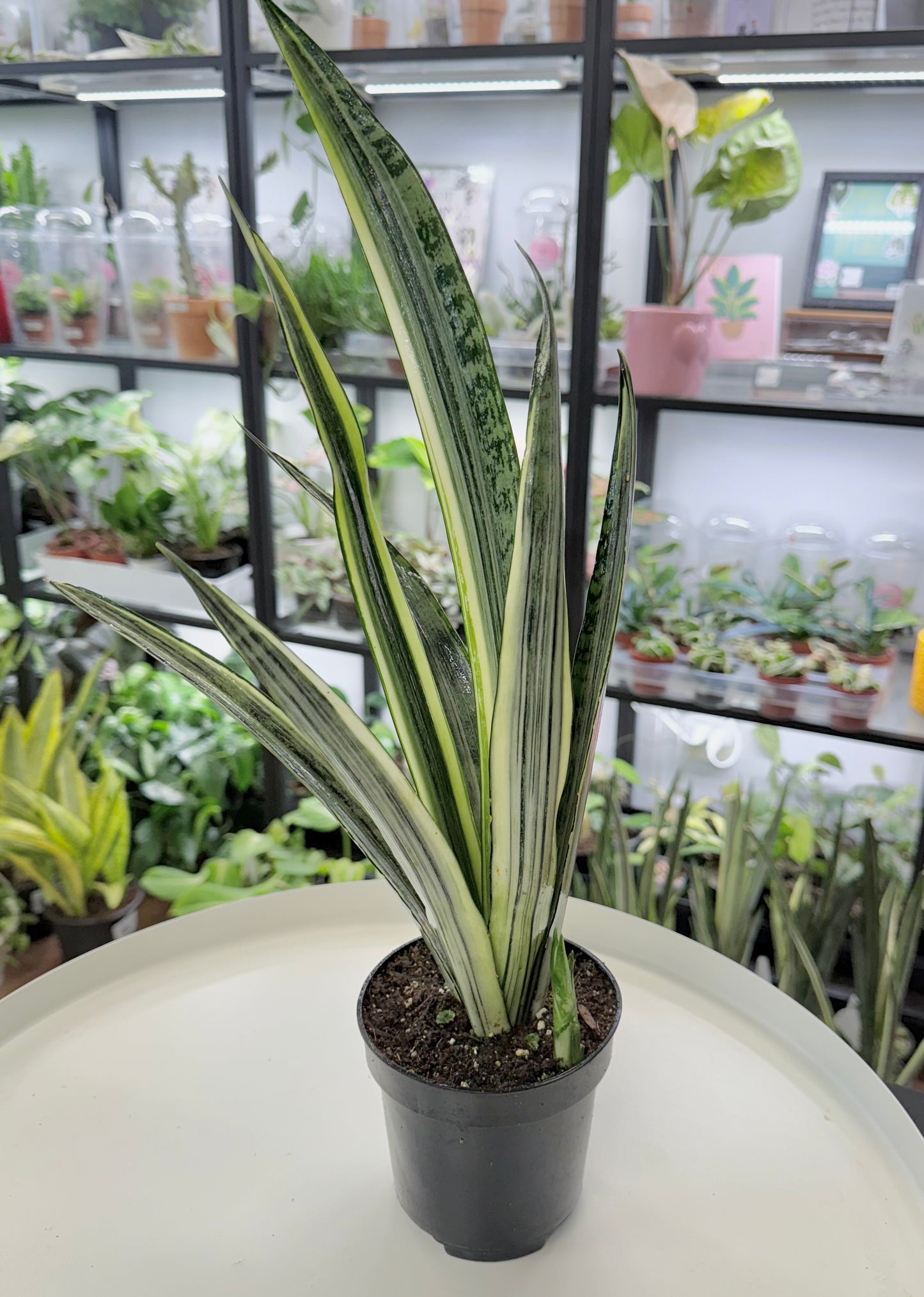 Dracaena trifasciata | Sansevieria ‘Bantel's Sensation’ 4”