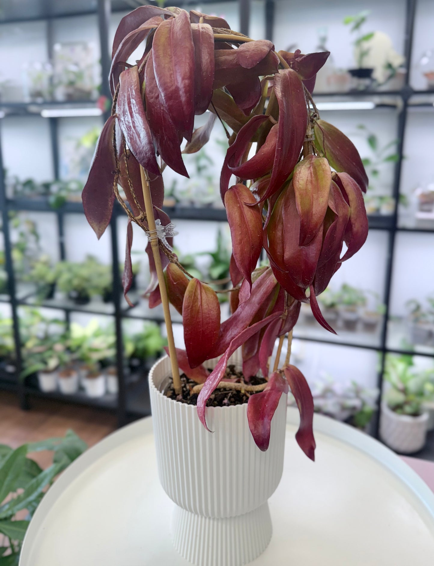 Hoya benvergarai |  Sunstressed Full Plant