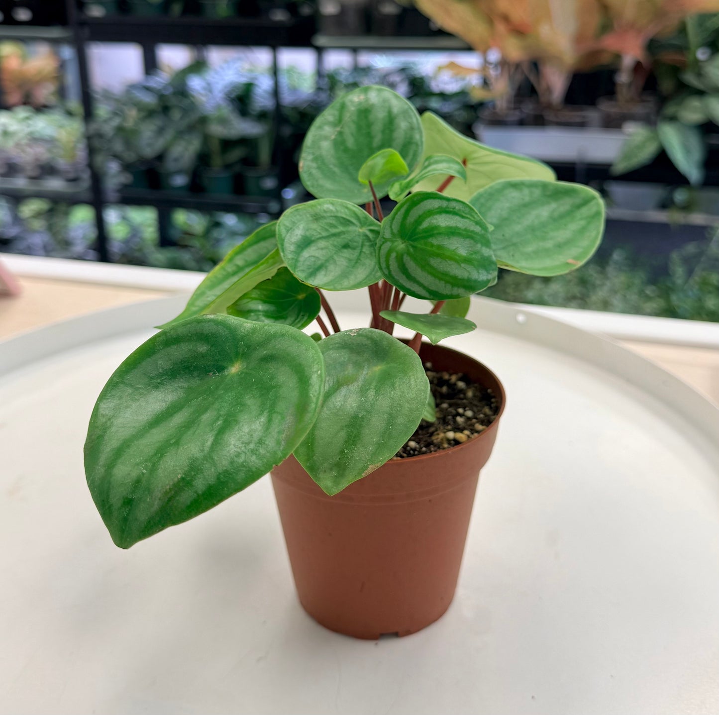 Watermelon Peperomia | Peperomia argyreia 4”