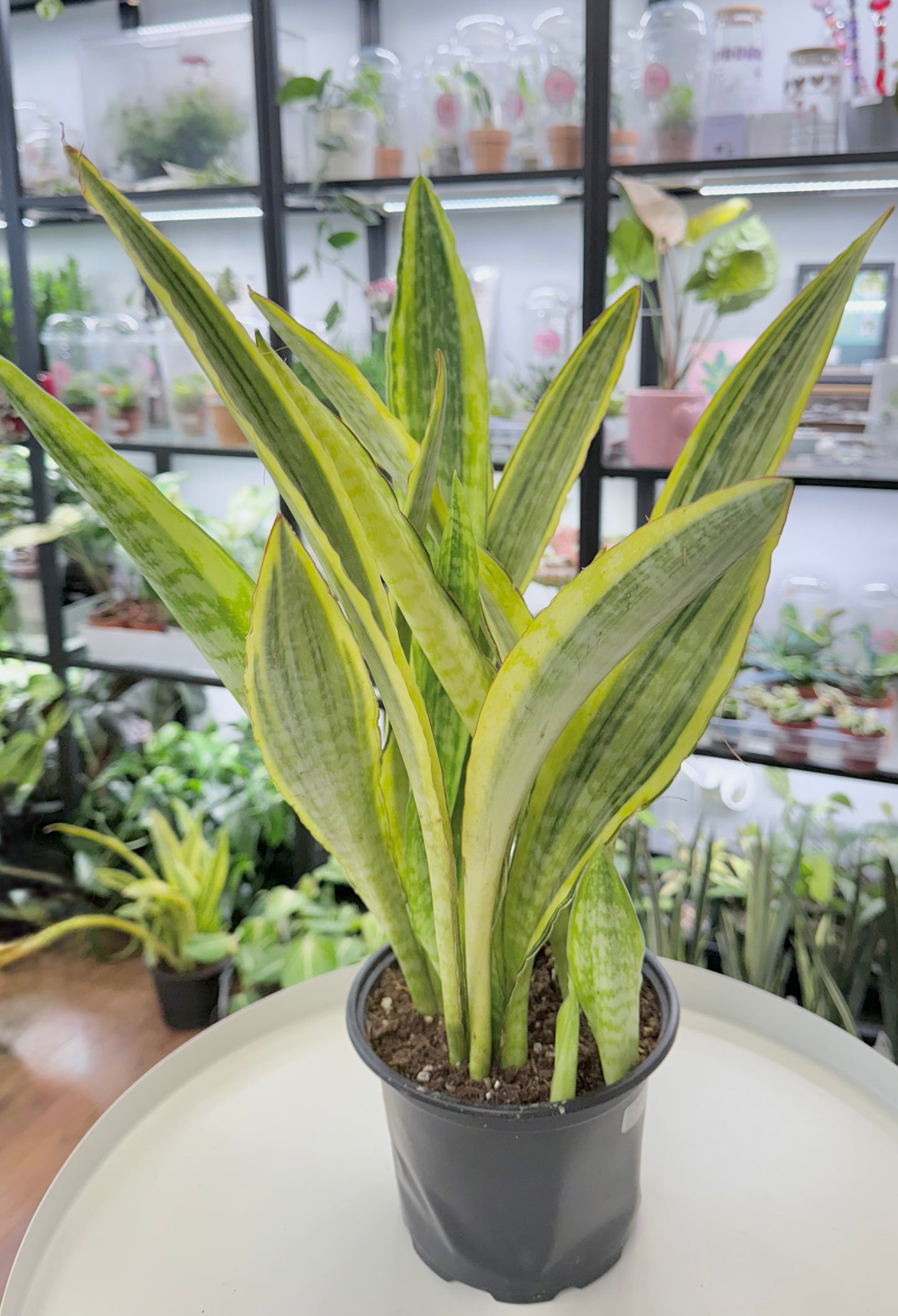 Dracaena aubrytiana | Sansevieria 'Lauren' 6”