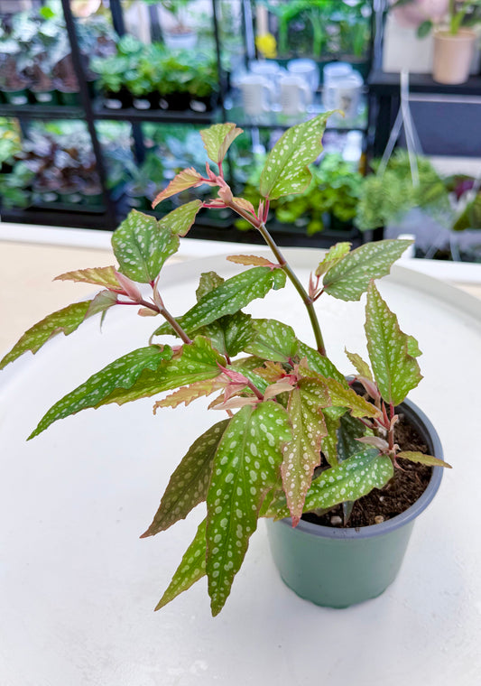 Begonia coccinea ‘Mini Angel Wing’ Pink 4”