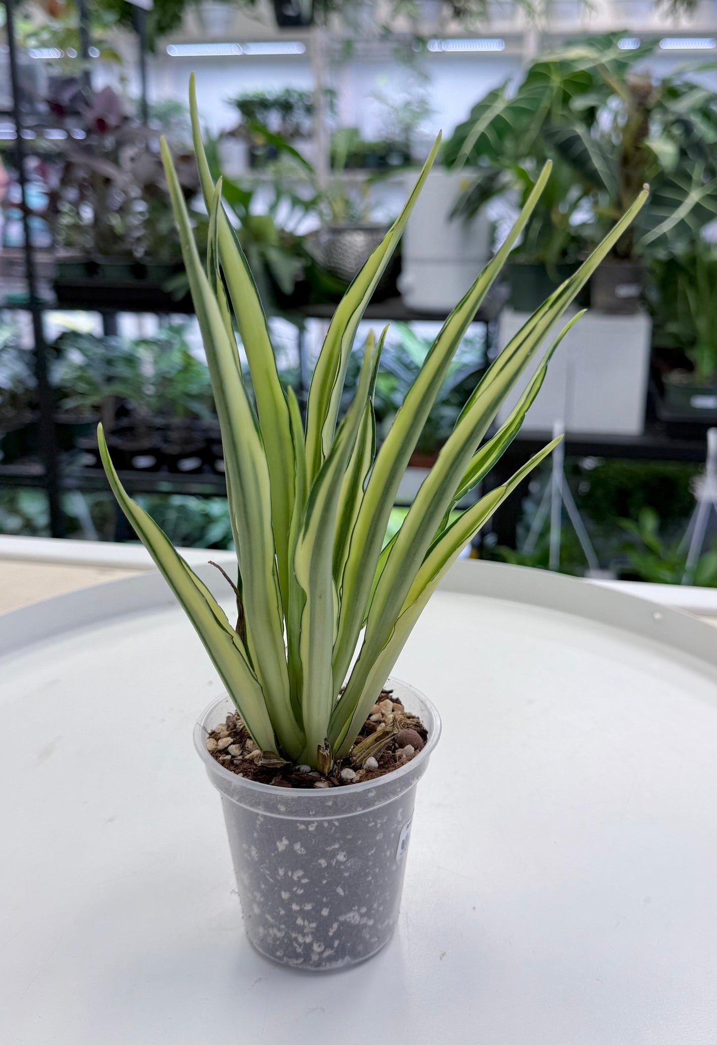 Sansevieria Parva Lancet White Variegated 3”