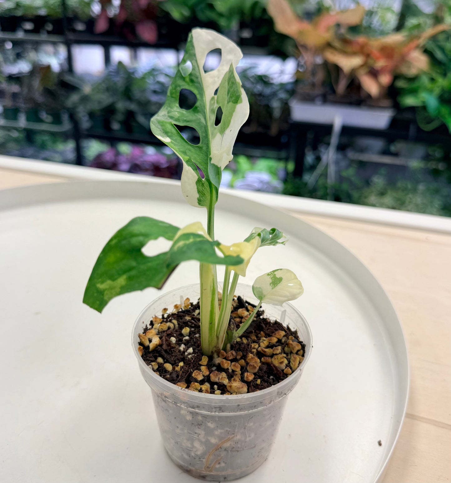 Monstera adansonii Albo 3”