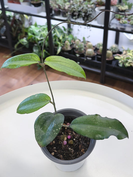 Hoya erythrina (Long Leaf)