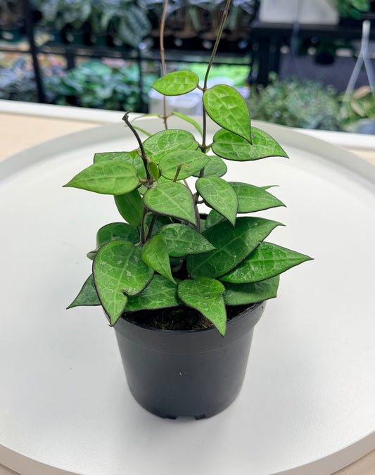 Hoya verticillata ‘Black Margin’