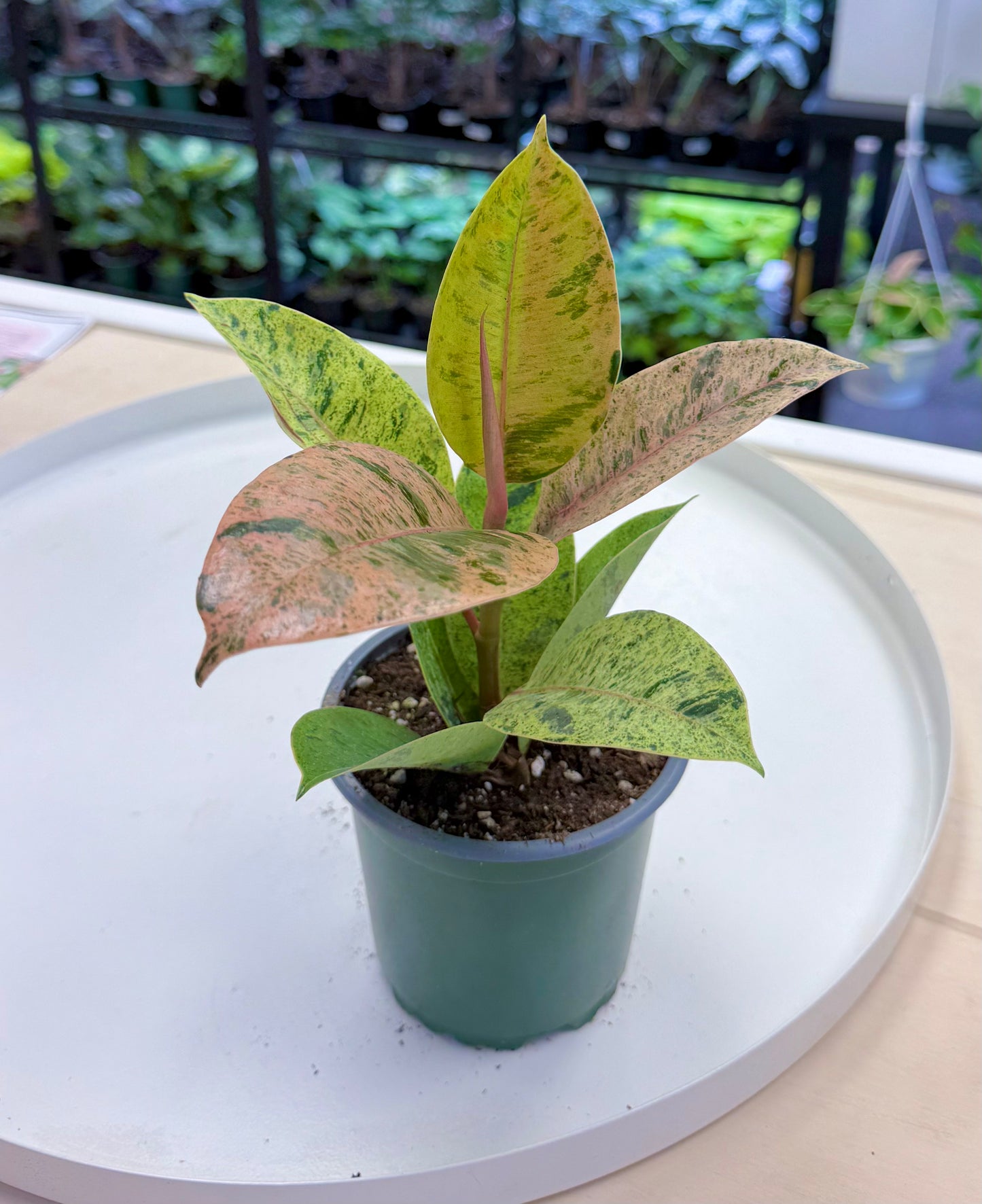 Ficus shivereana ‘Moonshine’ 4”