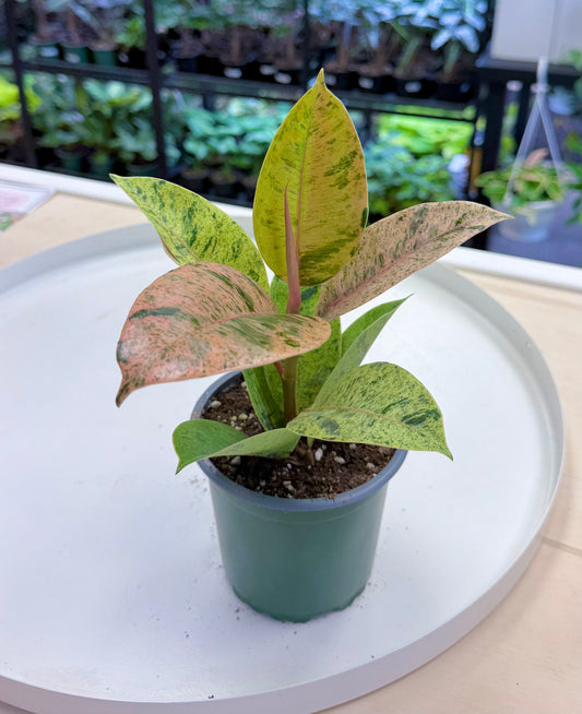Ficus shivereana ‘Moonshine’ 4”