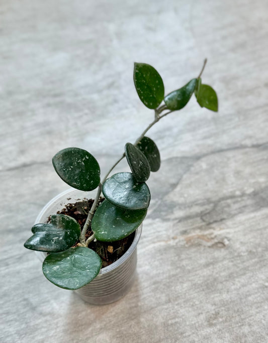 Hoya cv. Mathilde