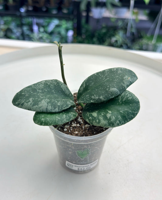Hoya waymaniana 'Splash' | Grown by Plant Positivity with Rowe