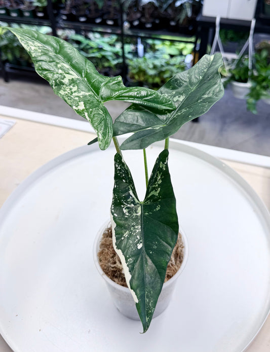 Alocasia Simpo Albo 4.5” - A