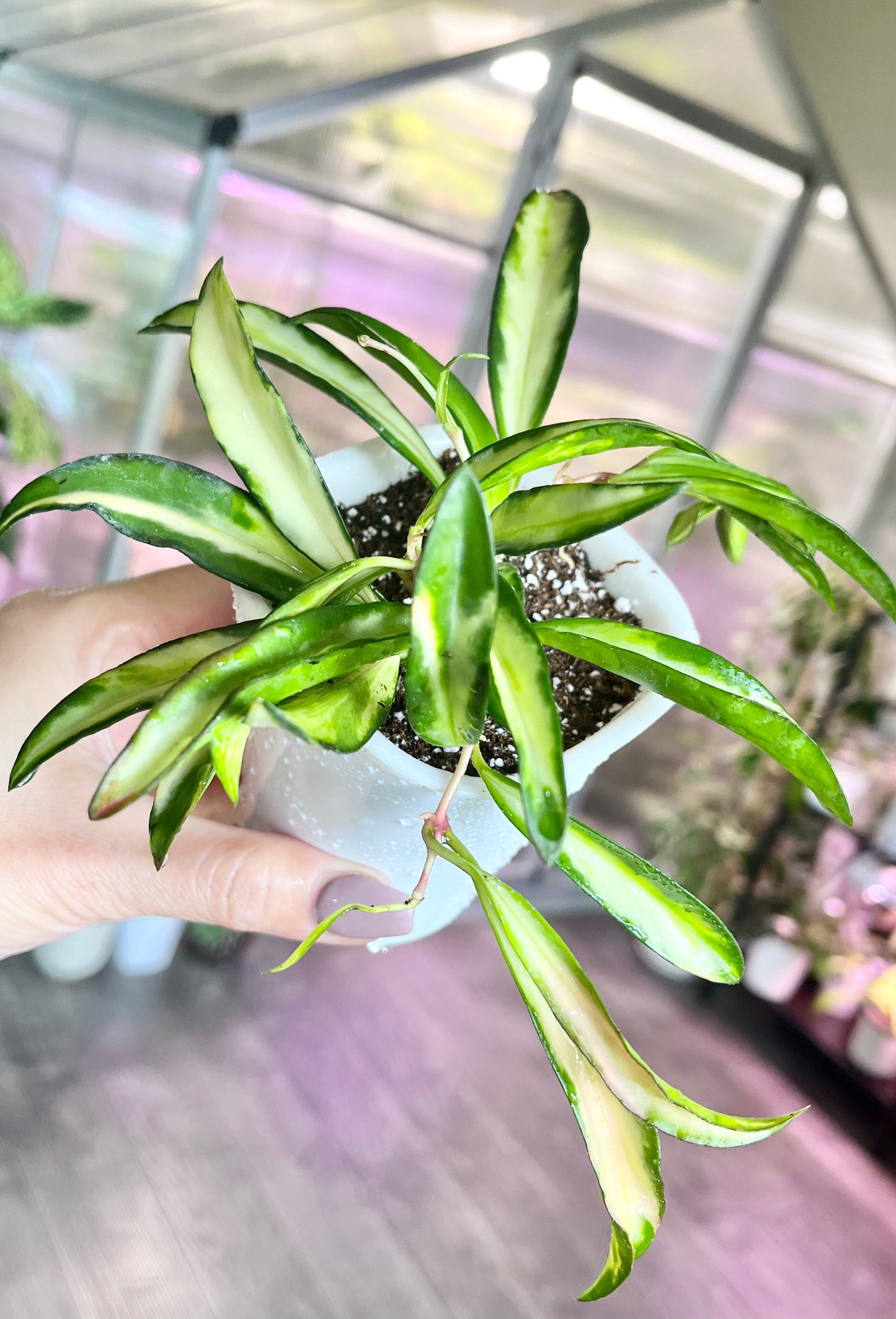 Hoya wayetii variegated 3” Self-Watering Pot