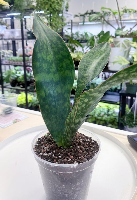 Sansevieria ‘Whale Fin’ 6” | XL No Ship