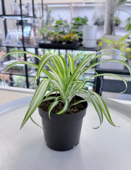 Chlorophytum comosum | Spider Plant Variegated