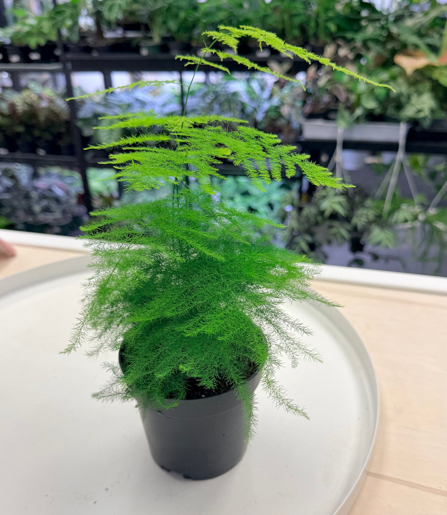 Plumosa Fern | Asparagus setaceus 4”