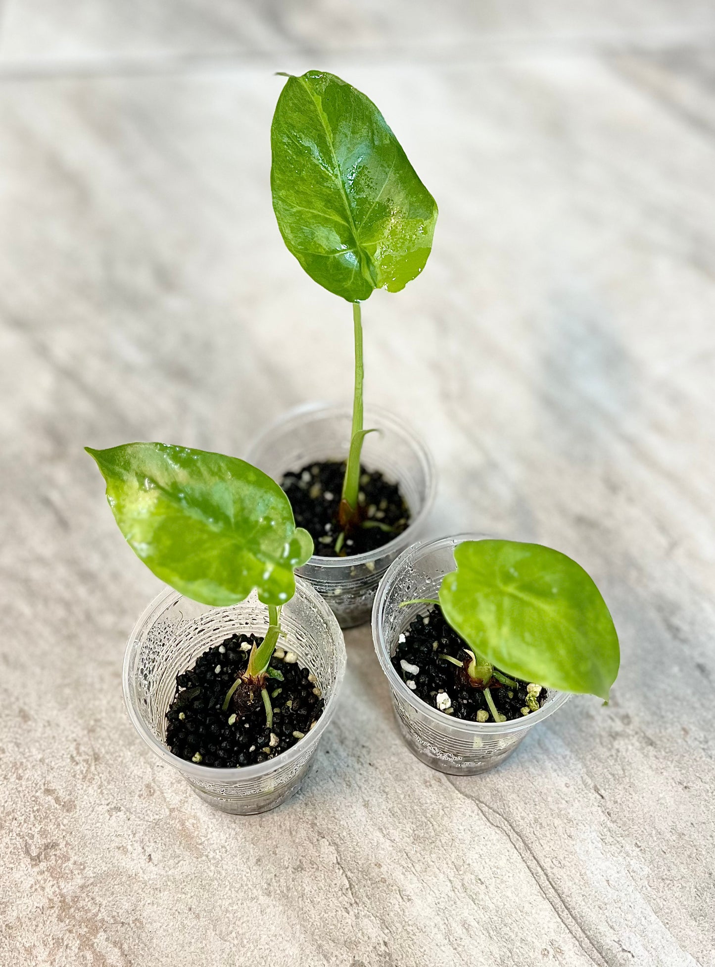 Alocasia gageana (Aurea)