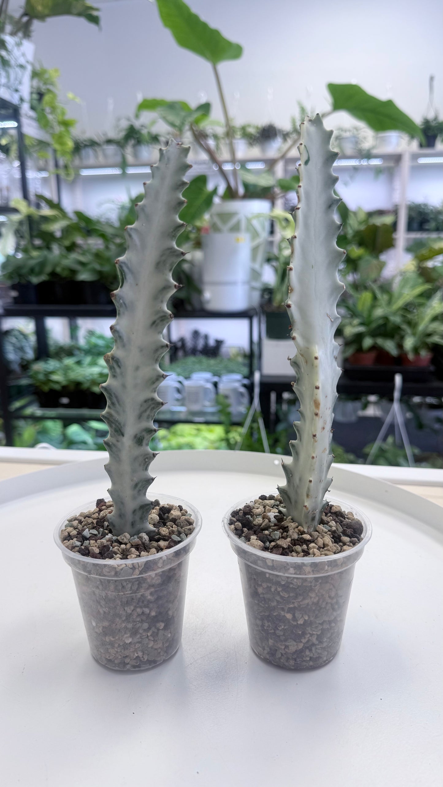 Euphorbia lactea ‘White Ghost’
