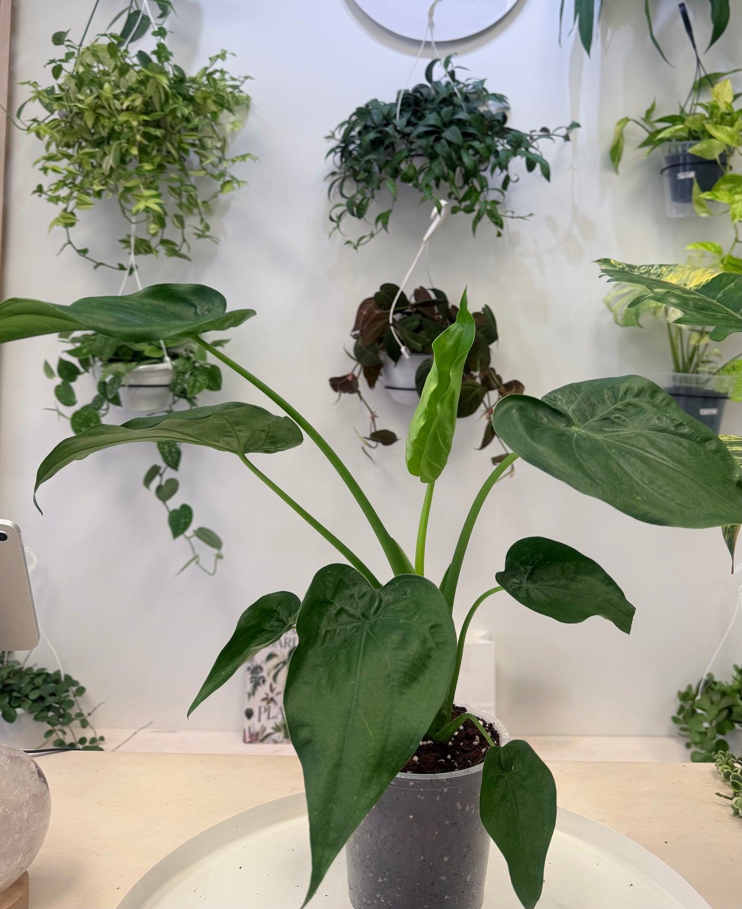 Alocasia cucullata 6” No Ship