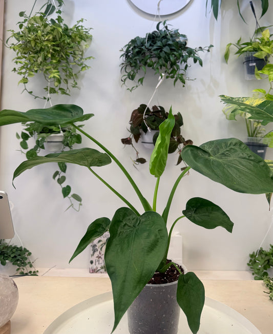 Alocasia cucullata 6” No Ship